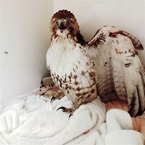 Wildlife Rehabilitation in Kingsport, TN - Andes-Straley