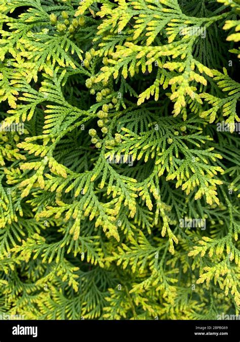 Closeup Of Beautiful Green Leaves Of Thuja Trees Thuja Occidentalis Is