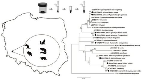 Pathogens MDPI On Twitter The Occurrence Of Cryptosporidium Spp In