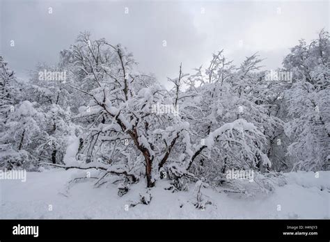 Bosques En Invierno Patagonia Chile Winter Forest Patagonia Chile