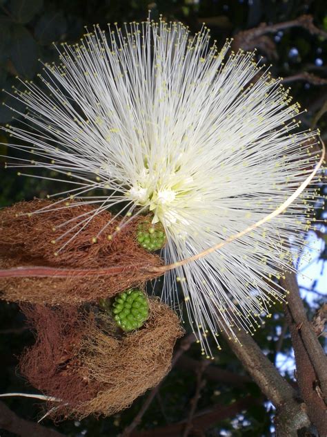 Uma Flor Campo Grande MS Brazil Paulo Takarada Flickr