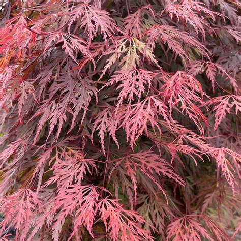 Acer Palmatum Orangeola Laceleaf Japanese Maple Nurseries Online Usa