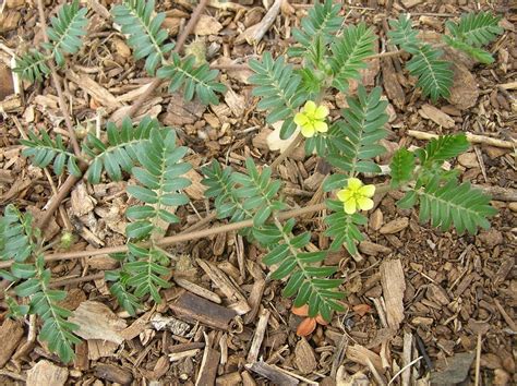 Tribulus Terrestris Puncture Vine Go Botany