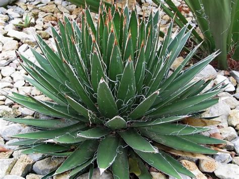 Au Cactus Francophone Agave Filifera Succulentes