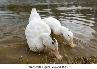 White Ducks Play Water Stock Photo Shutterstock