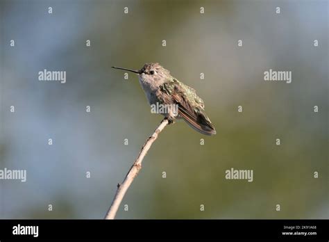 A Vertical Closeup Of A Humminbird Perched On A Thin Branch On A Blurry