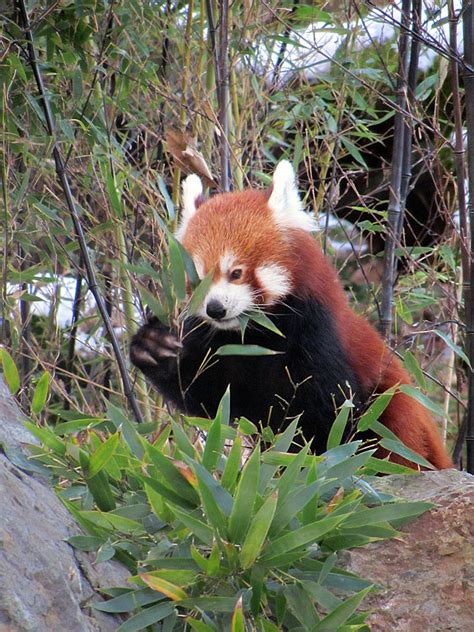 Ailurus fulgens by Exornali on DeviantArt
