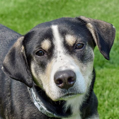 Kent - Animal House Shelter