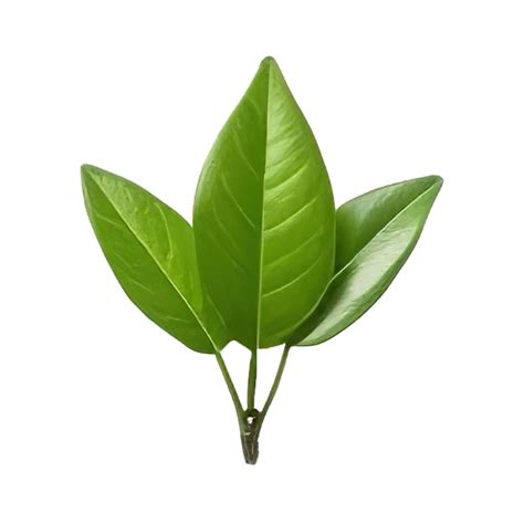 AI Generated Fresh Green Tea Leaf On Transparent Background 35594783 PNG