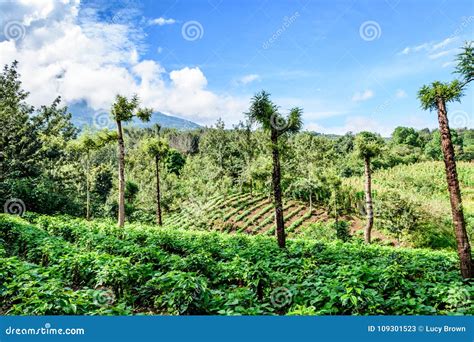 Verdant Agricultural Farmland In Guatemalan Highlands Stock Image