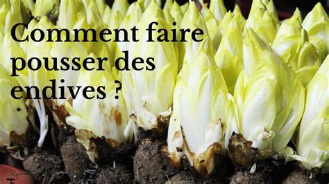 Comment Faire Pousser Des Endives YouTube