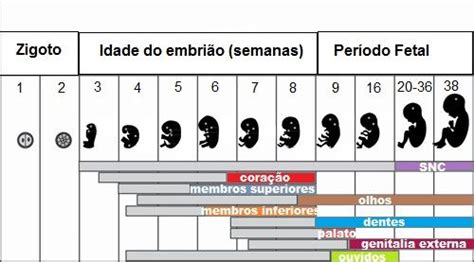 Gravidez Toda Matéria