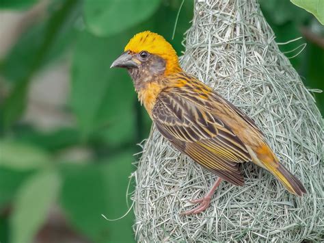 Baya Weaver Ploceus Philippinus Birds Of The World