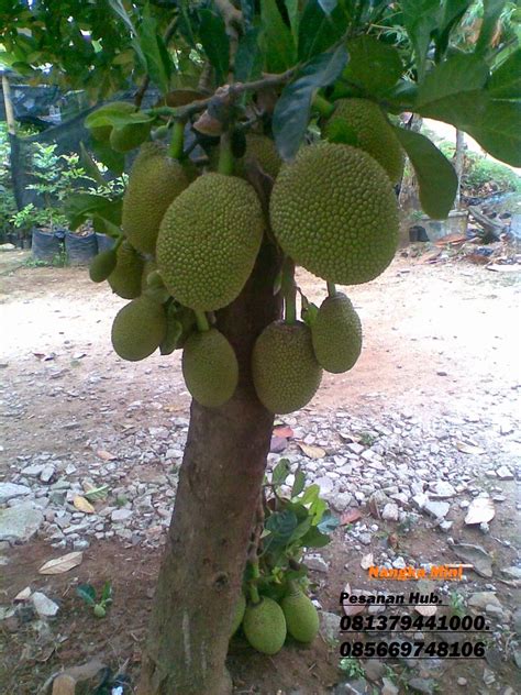 Bibit Buah Buahan Macam Macam Bibit Nangka