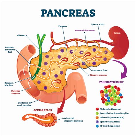 Fatty Pancreas – T2D34 | The Fasting Method