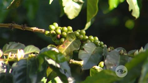 Sistema agroforestal en cultivos de café YouTube