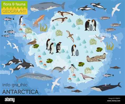 Antarctic, Antarctica, flora and fauna map, flat elements. Animals, birds and sea life big set ...