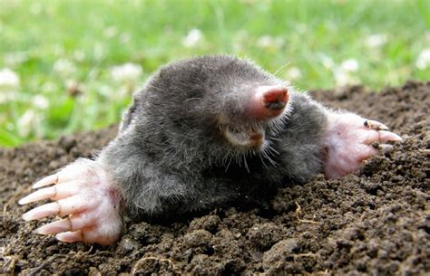 How to get rid of moles in yard? | The Tree Center™