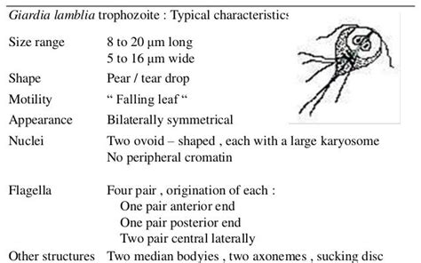 Giardia Lamblia Characteristics | Bruin Blog