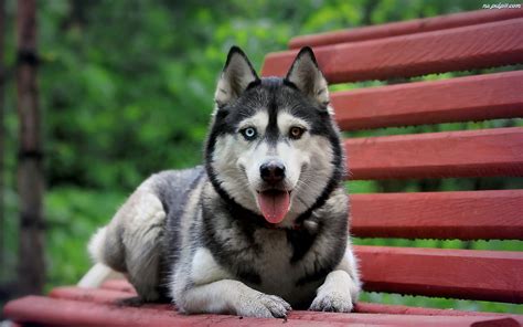 Ławka Pies Syberian Husky Na Pulpit
