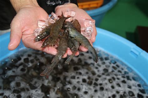 陸上養殖エビ、初出荷へ｜磐田市役所のプレスリリース