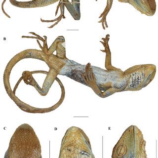 Preserved specimens of Calotes medogensis (A-C. WII-ADR1211, D-F.... | Download Scientific Diagram