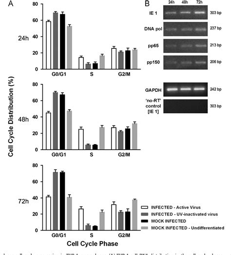 Figure 1 From Toll Like Receptor 4 Is Involved In The Cell Cycle