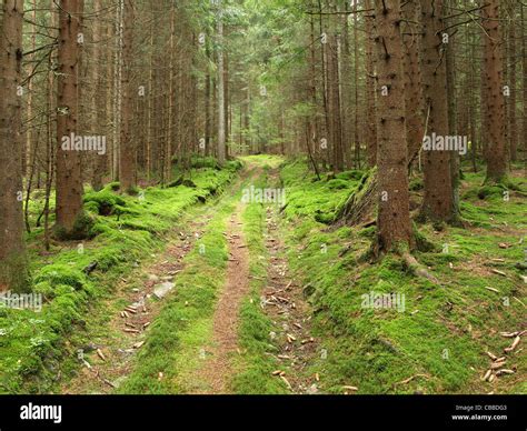 dirt road, forest track / Waldweg Stock Photo - Alamy