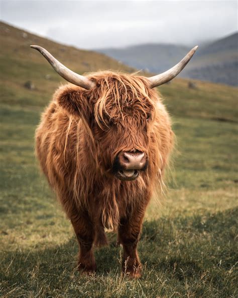 200 Best Names for Yak - Name Generator & Ideas - FluentSlang