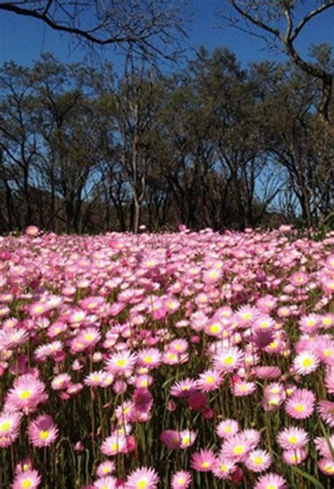 The Incredible Wildflowers Of Western Australia West Australian Explorer