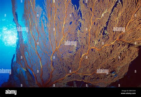 Giant Sea Fan Underwater Stock Photo Alamy