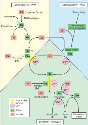 Lecture 5 Coagulation Pathway Flashcards Quizlet