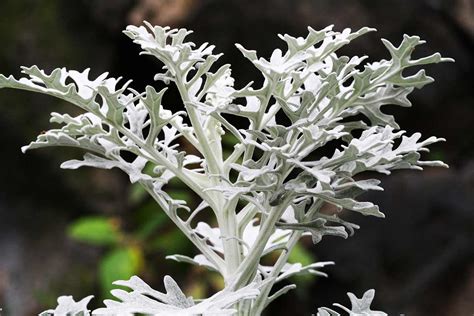 6 plantes résistantes au froid pour un balcon hivernal éclatant