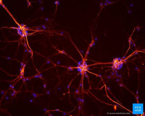 Histology Of Neurons Morphology And Types Of Neurons Kenhub