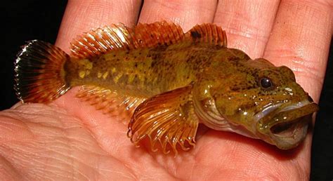 Sculpin, Knobfin Gary | roughfish.com