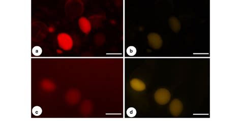 Fluorescence Micrographs Of Oil Producing Trichomes Stained With Nile