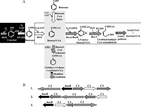 Bacterial Degradation Of Benzoate Journal Of Biological Chemistry