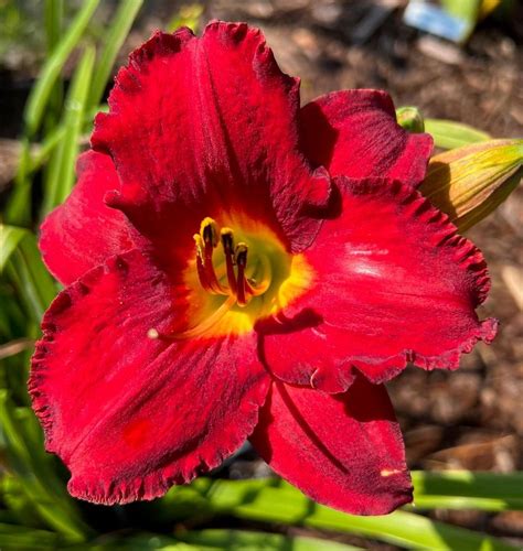 Photo Of The Bloom Of Daylily Hemerocallis Crimson Shadows Posted