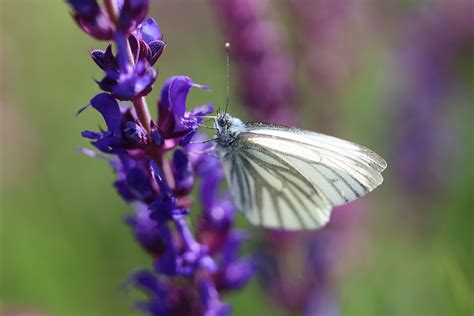 Details 200 Imagen Flor Mariposa Morada Abzlocal Mx