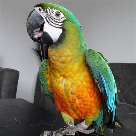 Miligold Macaw Order Miligold Macaw Birds Online Usa