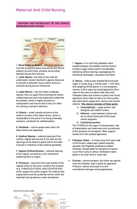 Anatomy And Physiology Of The Female Reproductive System Mons Pubis Or Veneris Pad Of Fat