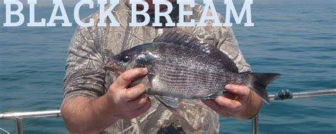 Black Bream saltwater species ID, marine species, terrys travels