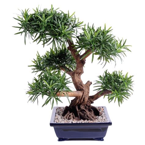 Bonsai podocarpus artificiel géant 68 cm Bonsaïs artificiels