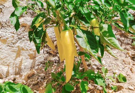 When To Pick Banana Peppers (Sooner Than You Think)