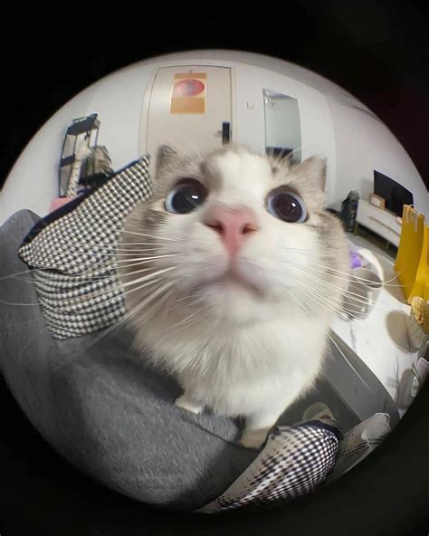 El Gato Fisheye Lens Cute Cat Cat Memes Cat Aesthetic