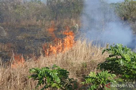 Cuaca Panas Ekstrem Warga Kota Kupang Diminta Waspada Kebakaran Lahan