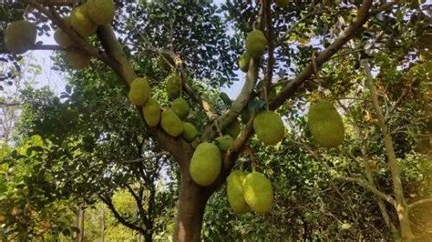 A Grade Tamil Nadu Jack Fruit Gunny Bag Packaging Size Kg Size