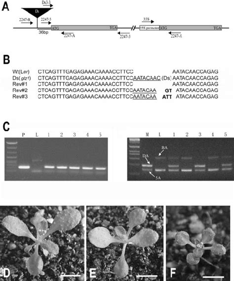 Revertant Sequencing And Genetic Complementation Of The Glz1 Mutant