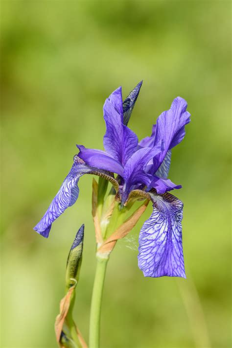 Schwertlilie Blau Foto And Bild Pflanzen Pilze And Flechten Blüten And Kleinpflanzen Pflanzen