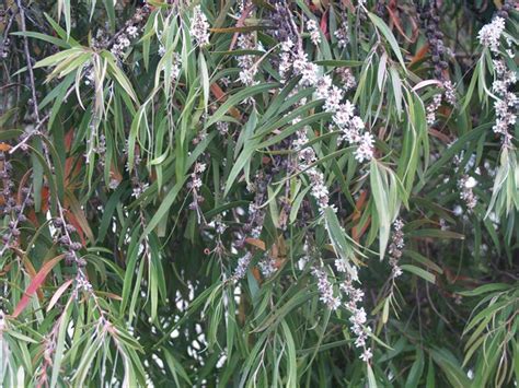 Agonis Flexuosa Willow Myrtle Oz Trees